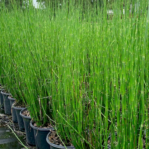 Horsetail Reed Equisetrum Hyemale Etsy