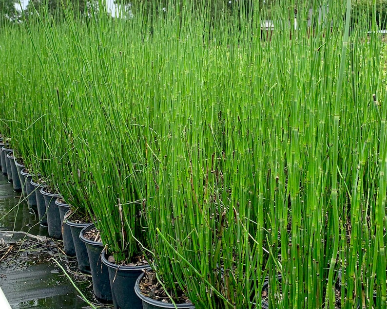 Roseau de prêle, Equisetum Hyemale, Herbe de roseau de prêle, Plante de roseau de prêle, Bambou de roseau de prêle, Plante de jardin zen, Plantes détang vivantes image 1