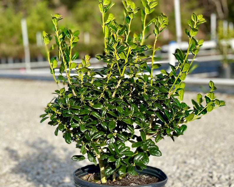 Burford Holly Dwarf Burfordii Holly Dwarf Burford Holly Etsy