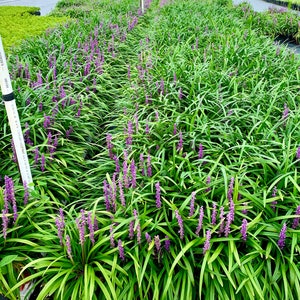 Liriope Muscari, Royal Purple, Lily Turf, Sun or Shade Perennial image 2