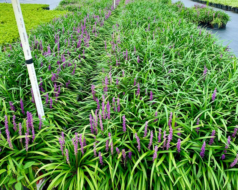 Liriope Muscari, Royal Purple, Lily Turf, Sun or Shade Perennial image 2