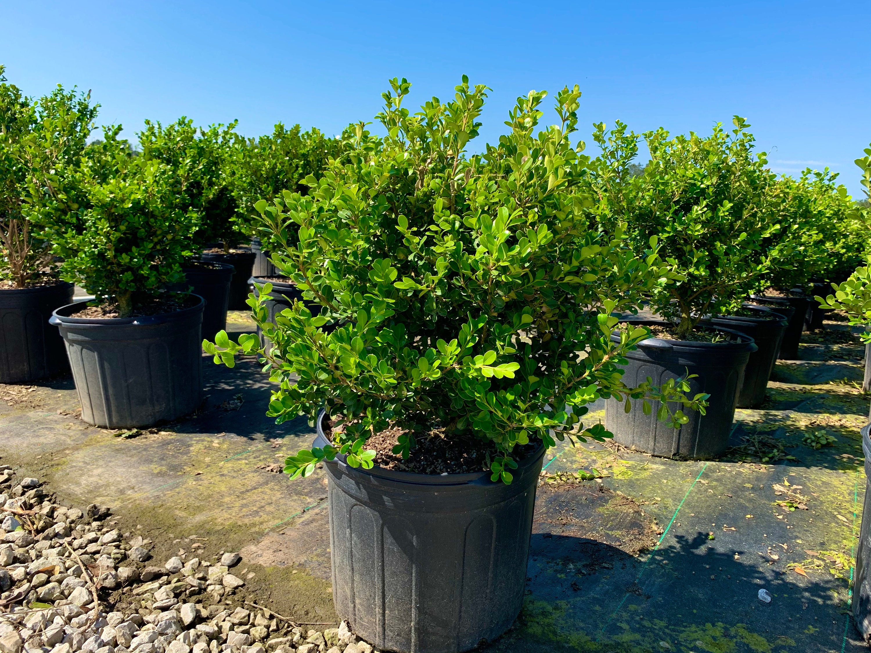 Japanese Boxwood Wintergreen Boxwood Boxwood Hedge Live Etsy