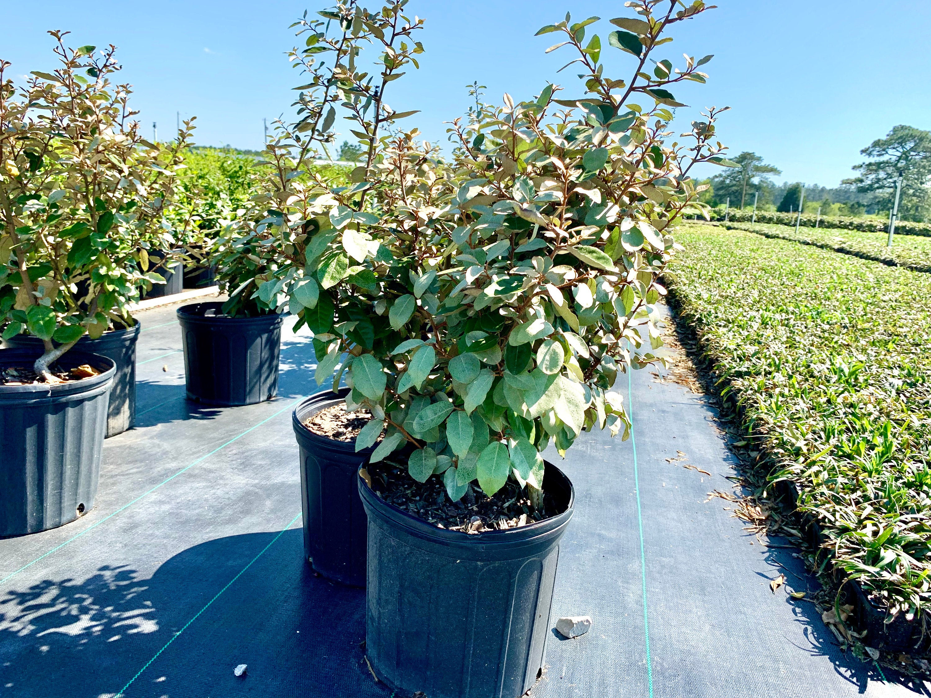 Eleagnus Fruitlandii Eleagnus Shrubs Silver Leaf Plant Etsy Australia