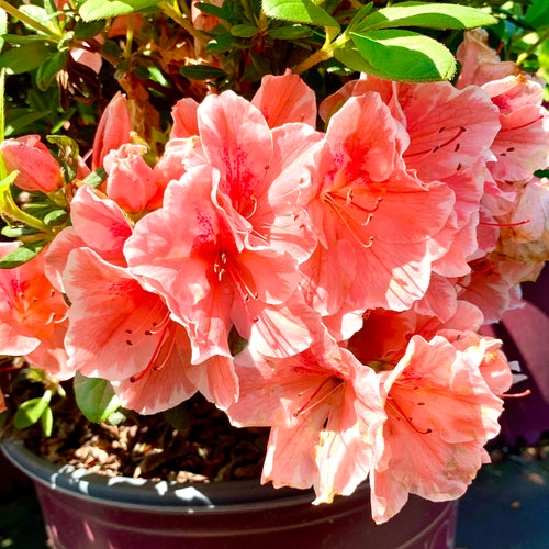 Autumn Sunburst Encore Azalea Azalea Azalea Plant Etsy