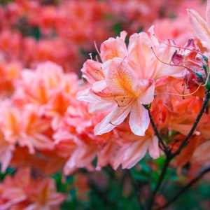 Fashion Azalea, Azalea Plant, Azalea, Evergreen Shrub, Red Flowers, Colorful Plants, Lives Plants, Shrub Plants, Mother&#39;s Day, Plant Gift
