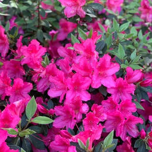 Autumn Royalty, Encore Azalea, Azalea, Azalea Plant, Rhododendron Plant, Azalea Flower, Purple Azalea, Flower Plants, Live Plants for Sale image 5