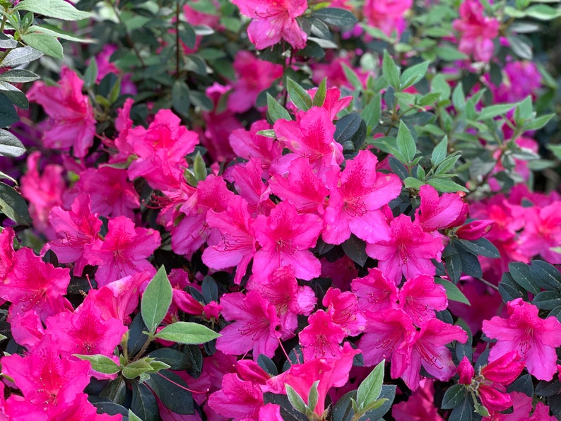 Autumn Royalty, Encore Azalea, Azalea, Azalea Plant, Rhododendron Plant, Azalea Flower, Purple Azalea, Flower Plants, Live Plants for Sale image 5