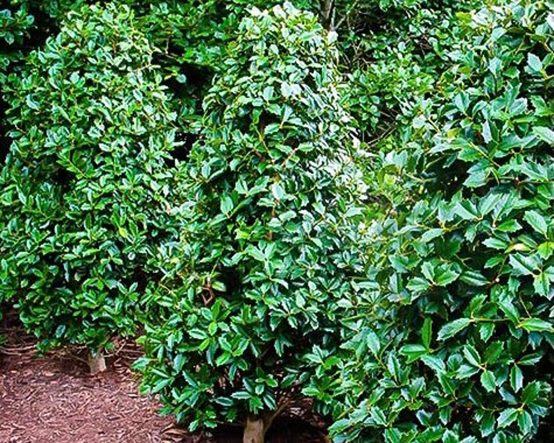 Oakland Holly, Hedge Plants, Southern Living Plants, Evergreen Holly