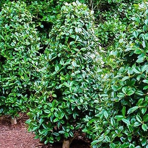 Oakland Holly, Hedge Plants, Southern Living Plants, Evergreen Holly, Red Berry Bush