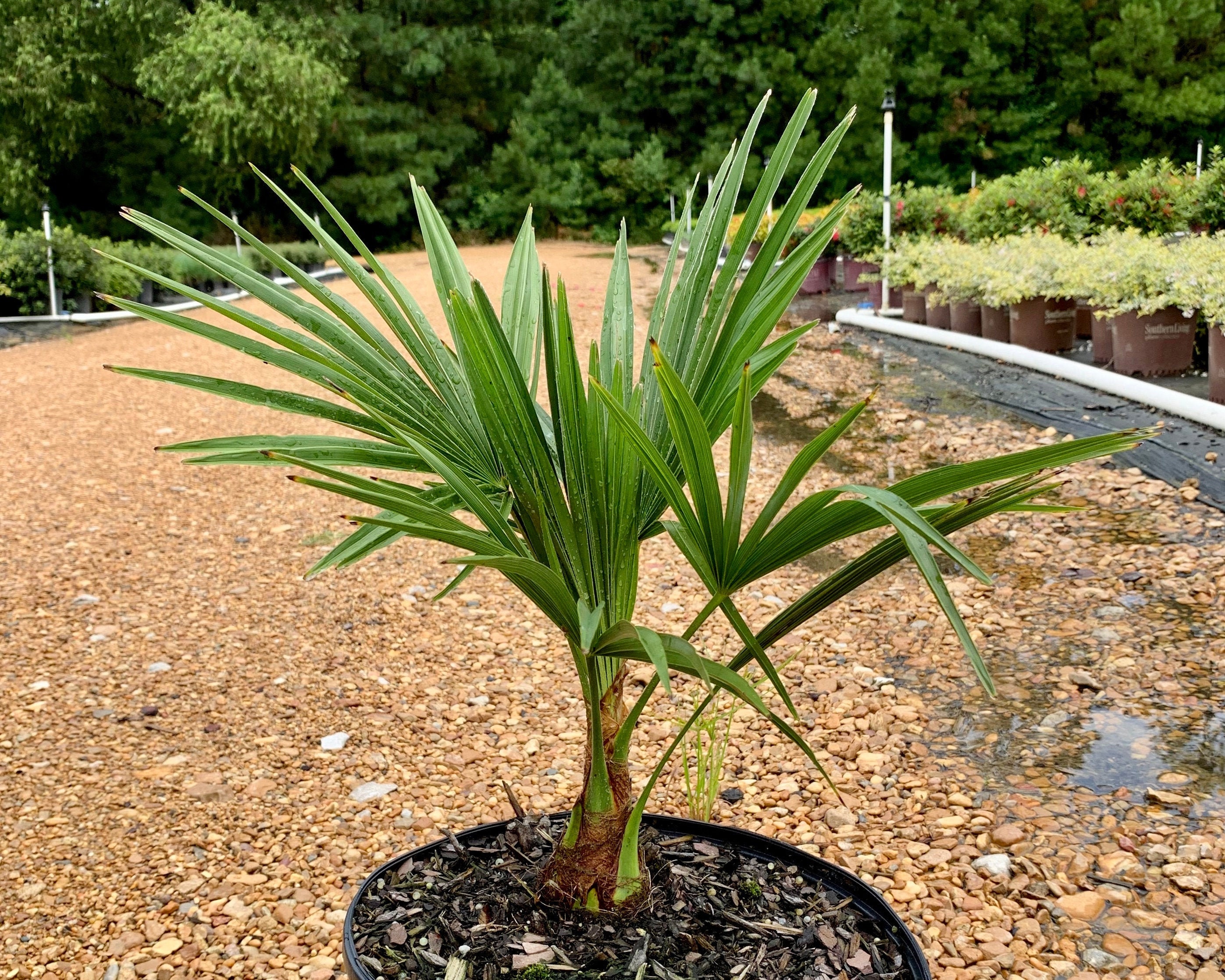 Windmill Palm Windmill Palm Tree Windmill Palm Live Plant Cold