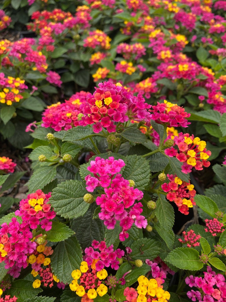 Lil Miss Lantana, Lantana, Lantana Plant, Lantana Plant Live, Lantana Flowers, Live Lanta Plant, Pink Lantana, Yellow Lantana, Multi Color Lil Miss Lantana