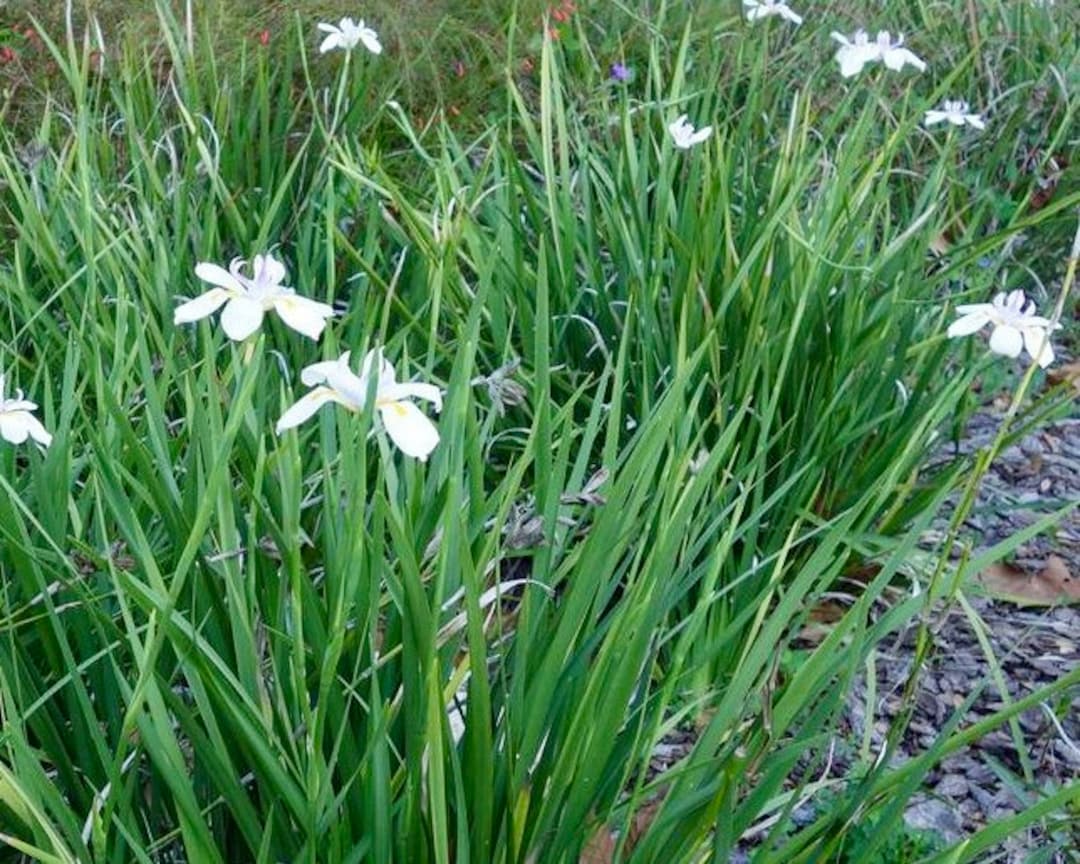 Butterfly Iris, Iris Plants, Perennial Iris, Dietes Grandiflora, White