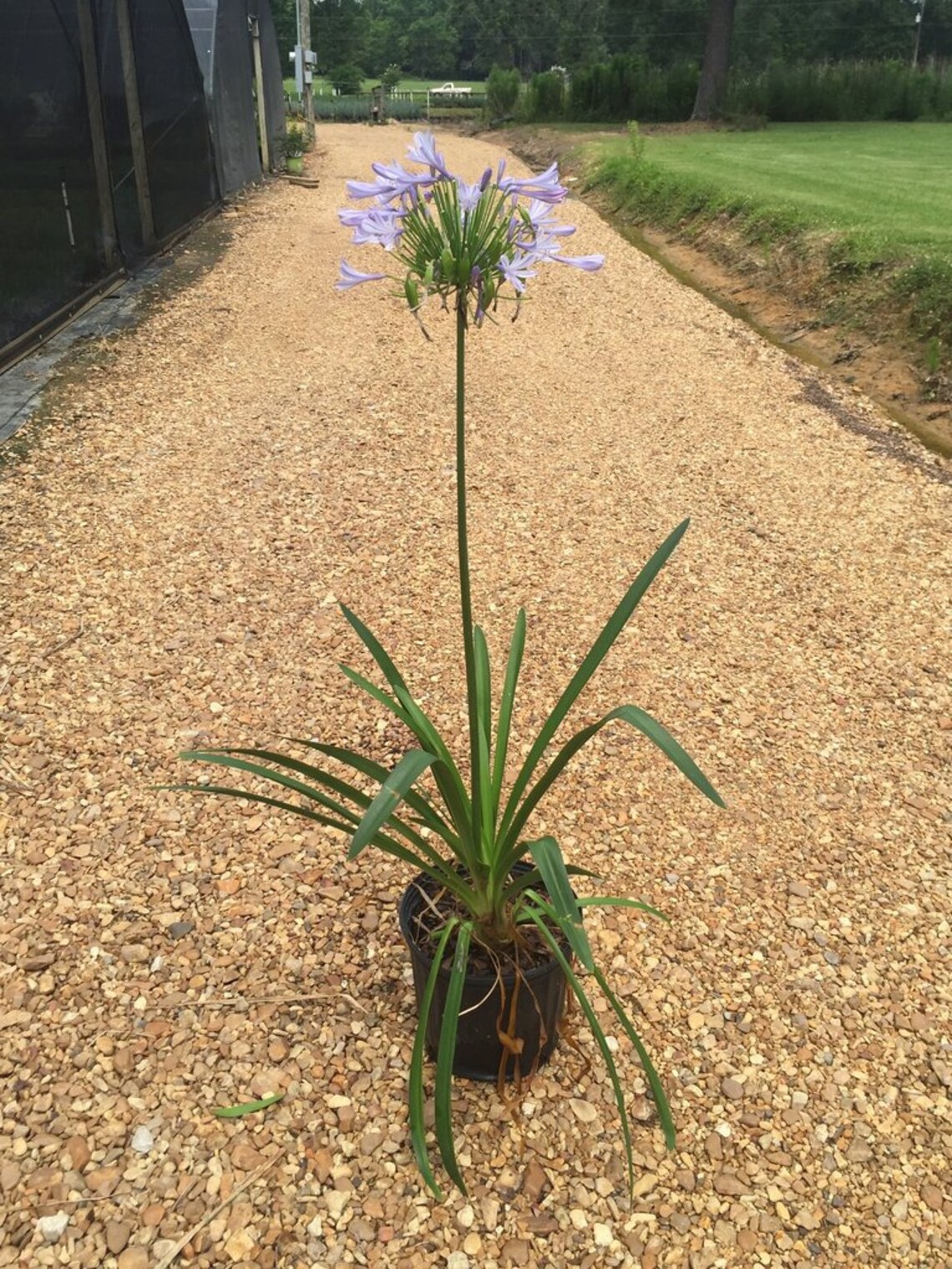 Lily of the Nile Agapanthus Plants Live Plants for Sale Etsy
