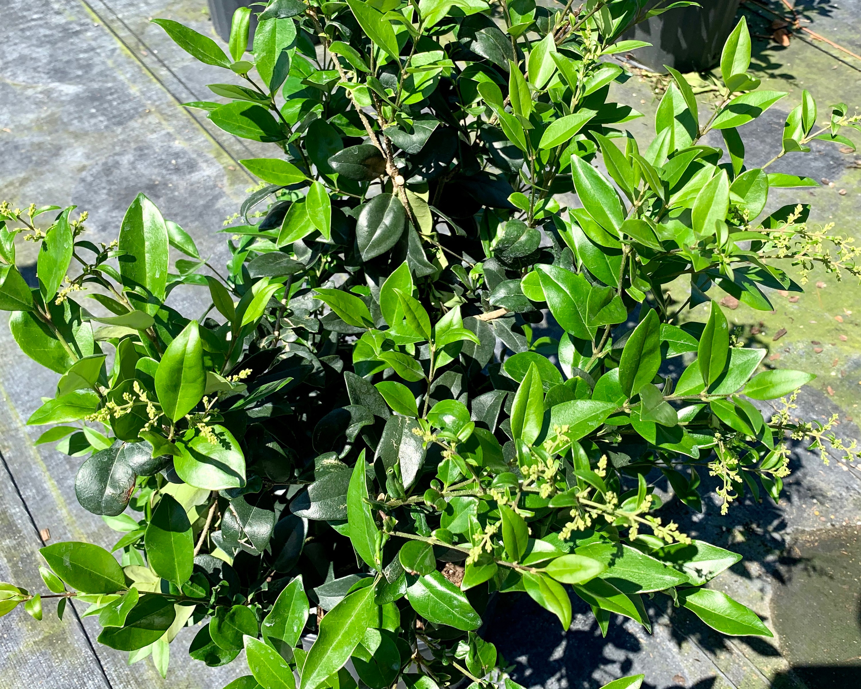 Wax Leaf Ligustrum Japonicum Waxed Ligustrum Compact Shrub Etsy UK