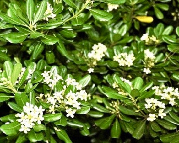 Кустарник Pittosporum Tobira