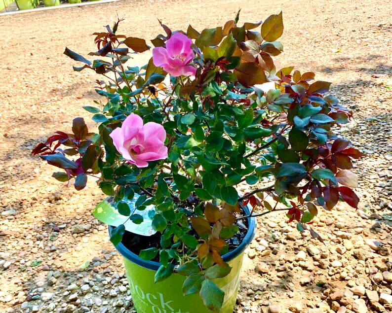 Blushing Knockout Rose Knockout Roses Rose Bush Rose Bush Etsy