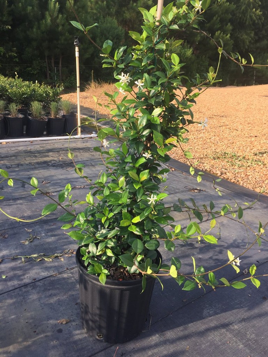 Star Jasmine Vine Star Jasmine Plant Star Jasmine Flower Evergreen star-jasmine-vine-star-jasmine-plant-star-jasmine-flower-evergreen