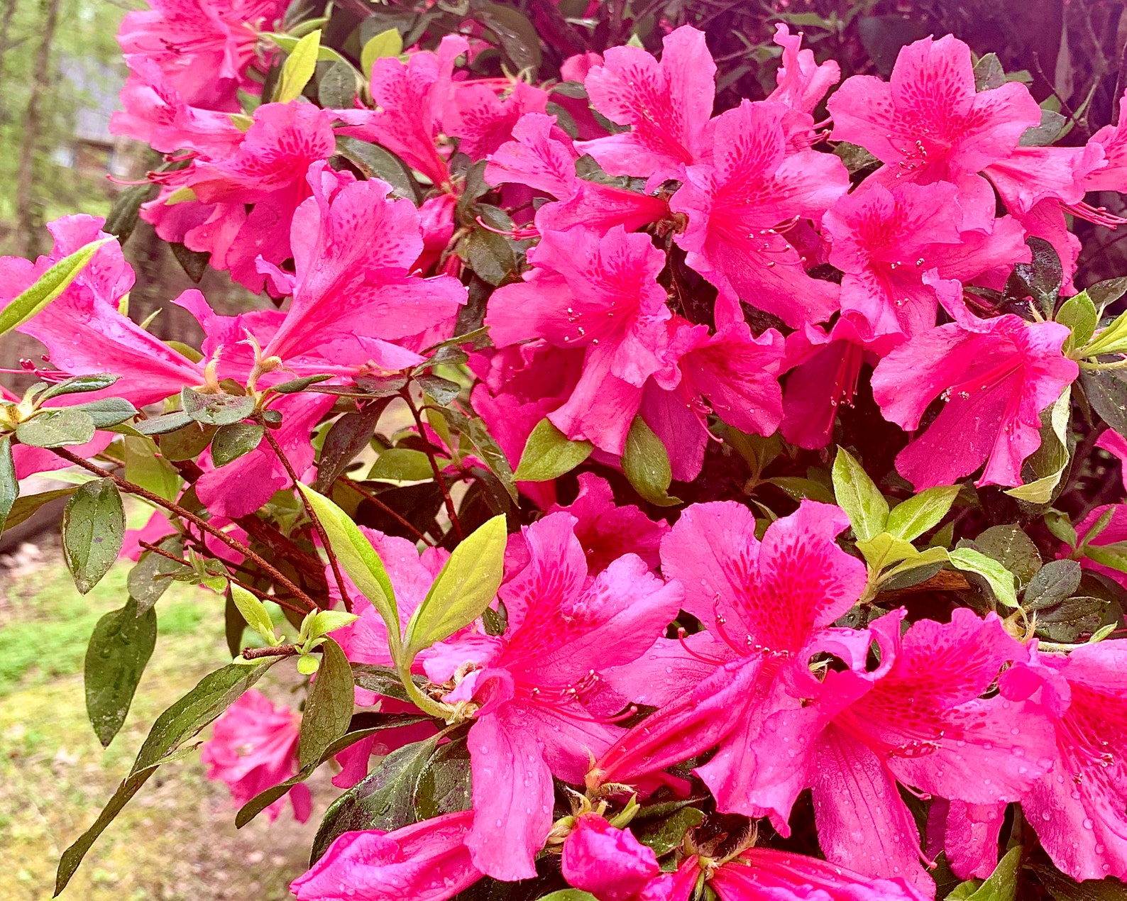 Pink Formosa Azalea Azalea Plant Pink Azalea Azalea Flower - Etsy