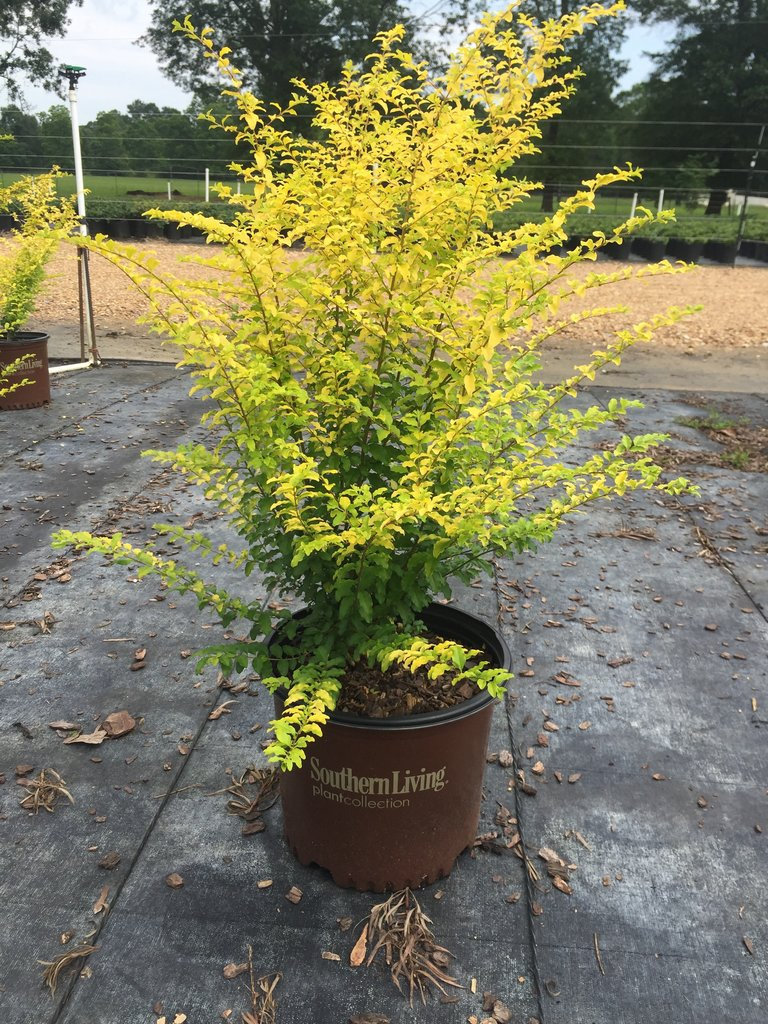 Sunshine Ligustrum, Full Sun Plants, Evergreen Shrubs, Outdoor Plants for Sale, Yellow Plants, South Living Plants,