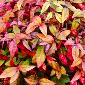 Firepower Nandina, Nandina Plant, Nandina Shrub, Evergreen Shrubs, Red Blooming Plant, Red Flowering Shrubs, Nandina