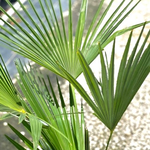 Windmill Palm, Windmill Palm Tree, Windmill Palm Live Plant, Cold Hardy ...