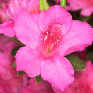 Pink Ruffle, Pink Azalea, Azalea, Azalea Plant, Pink Flowers, Live Plants, rutherford hybrid, Spring Plants, Mom Gift, Mothers day gift