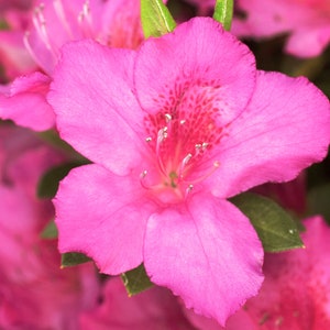 Pink Ruffle Azalea, Rutherford Hybrid, Pink Ruffle image 6