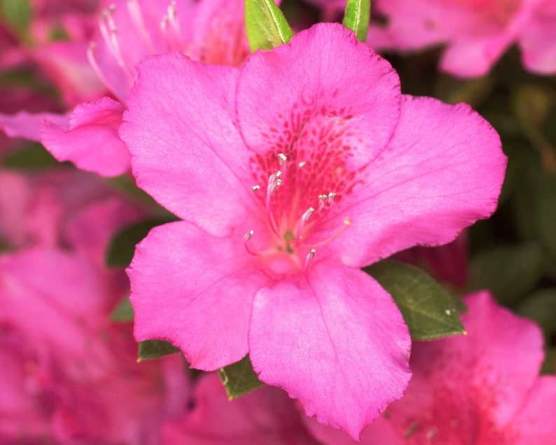 Pink Ruffle Azalea, Rutherford Hybrid, Pink Ruffle image 6