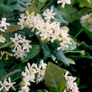 Star Jasmine Vine, Star Jasmine Plant, Star Jasmine Flower, EverGreen Vine, Fragrant Plants, Live Plants, Flower Vines, Vine Plant
