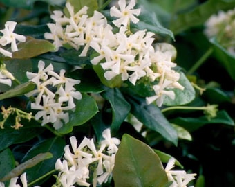 Star Jasmine Vine, Star Jasmine Plant, Star Jasmine Flower, EverGreen Vine, Fragrant Plants, Live Plants, Flower Vines, Vine Plant