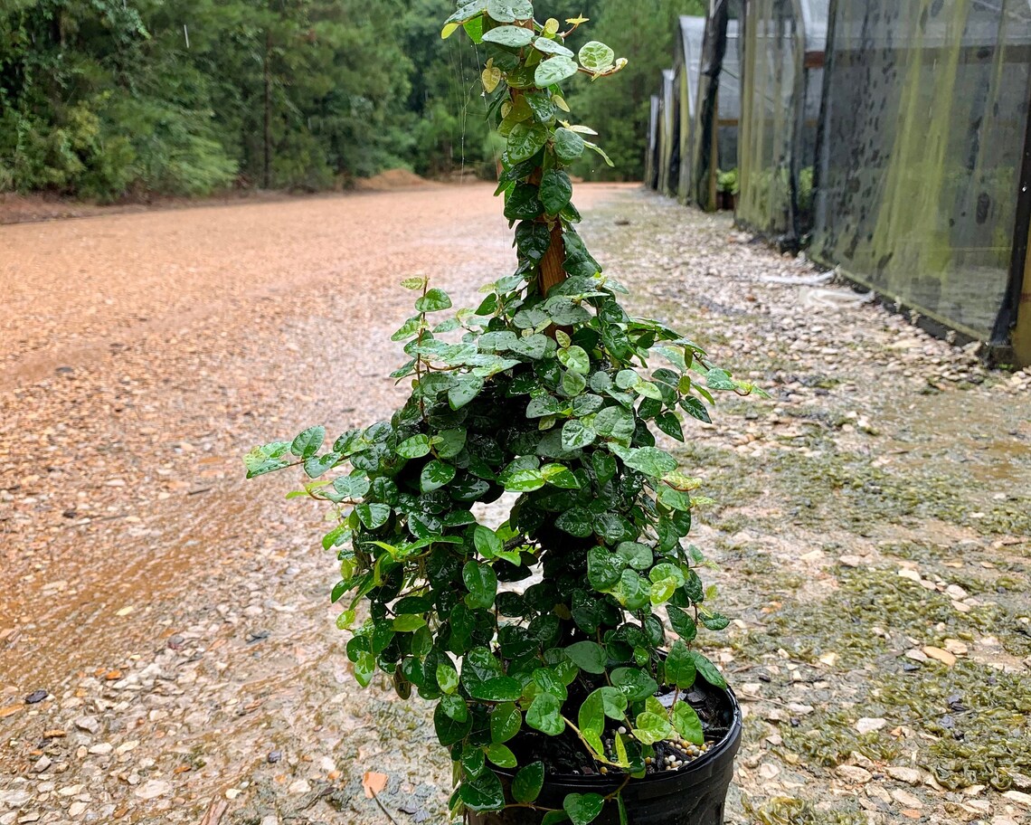 Creeping Fig Ivy Vine Plant ficus Repens 1 Gallon Etsy