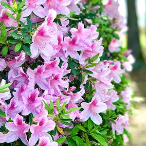 George Tabor Azalea, Azalea, Azalea Plant, Evergreen Hedge, Evergreen Shrubs, Live Plants, Southern Indica, Spring Plants, Mothers day gift