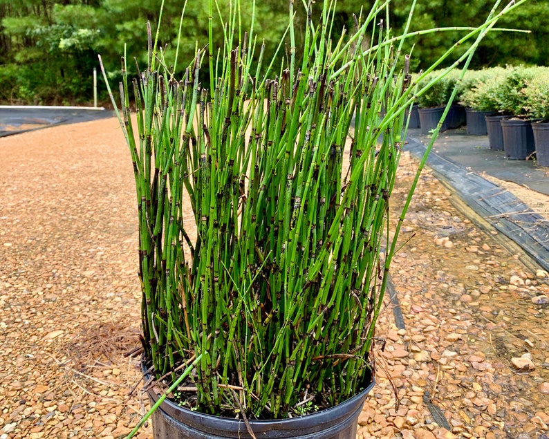 Horsetail Reed Equisetum Hyemale Horsetail Reed Grass Etsy