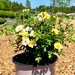 Lemon Drift Rose, Rose Bush, Live Rose Bush, Yellow Rose Plant, Yellow ...