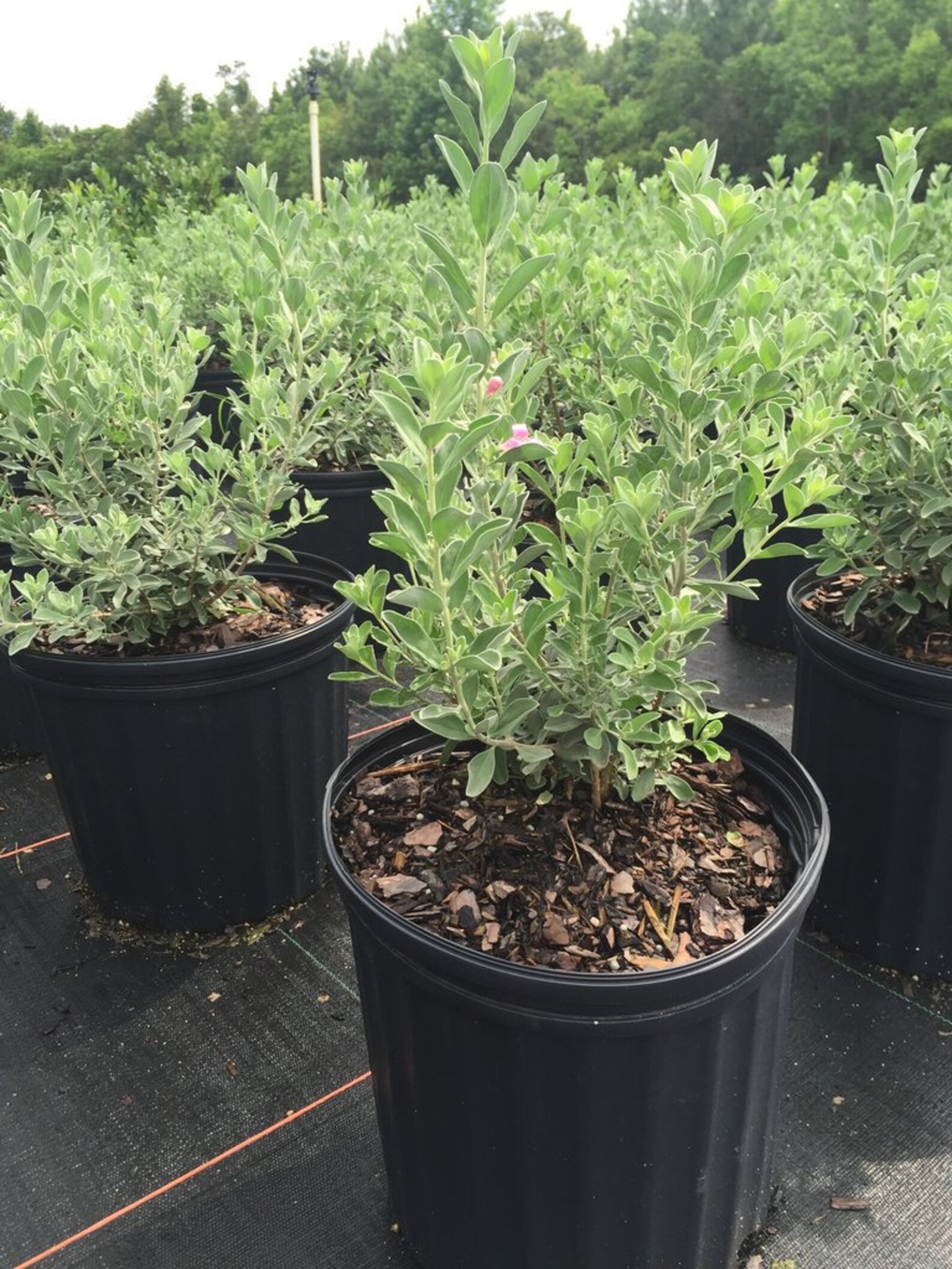 Texas Sage Texas Sage Plant Shrubs Shrubs Plants Shrubs Etsy