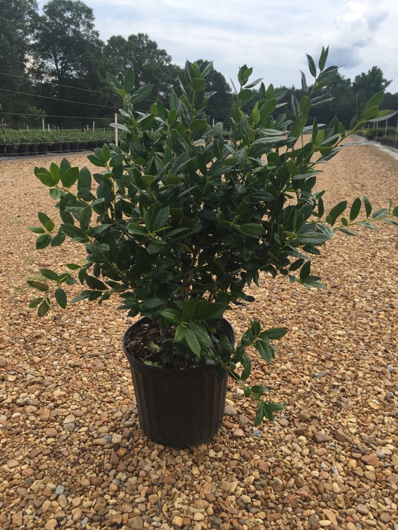 Needlepoint Holly, Evergreen Shrubs, Shrubs Bushes, Live Shrubs, Live