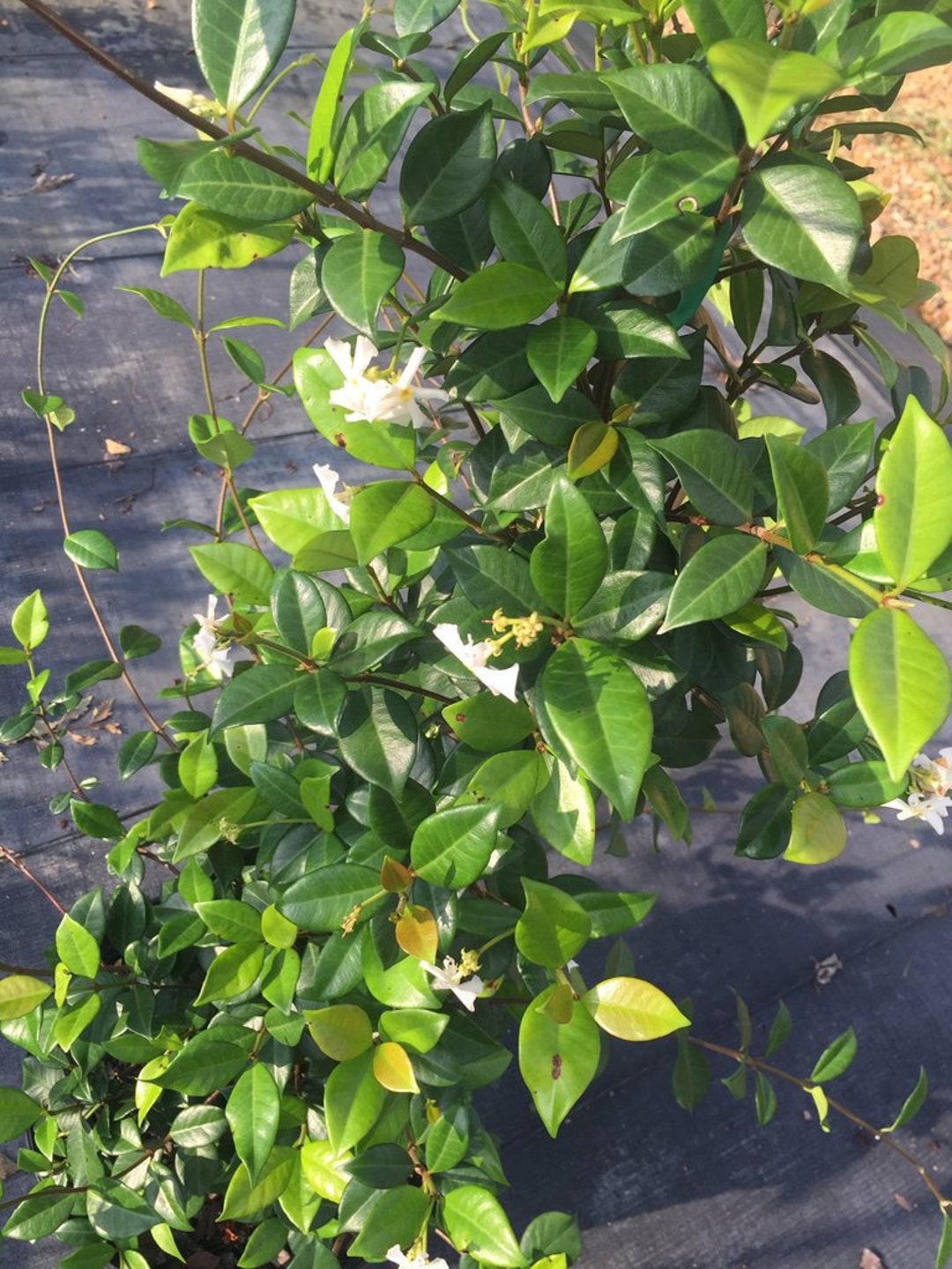 Star Jasmine, Star Jasmine Vine, Star Jasmine Plant, Confederate Jasmine, Confederate Jasmine