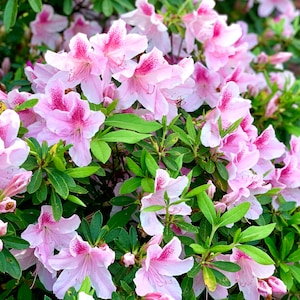 George Tabor Azalea, Azalea, Azalea Plant, Evergreen Hedge, Evergreen Shrubs, Live Plants, Southern Indica, Spring Plants, Mothers day gift