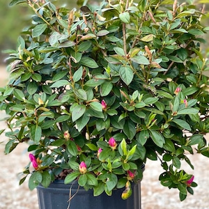 Judge Solomon Azalea, Azalea Live Plant, Pink Azalea