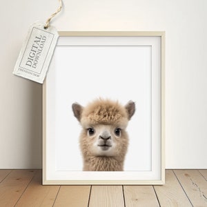 Mural de llama bebé para la habitación de la juventud - Animal de granja de alpaca, imagen de vida silvestre, póster de la habitación del bebé, descarga digital, impresiones descargables