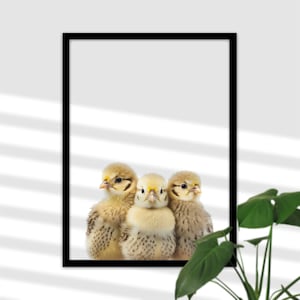 Baby Küken Bauernhof Bild für Babyzimmer - Huhn Kinderzimmer Dekoration, Bauernhof Tier Poster, Kopf Foto, Geschenk für Mädchen und Junge