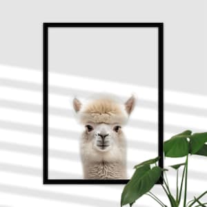 Alpaca Head Mural for Kids Room - Animal De Granja, Imagen De Vida Silvestre, Wall Deco, Póster de la habitación del bebé, Decoración de la granja para niños, Regalo