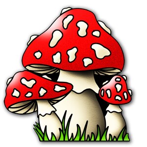 May include: Three red and white mushrooms with white spots on the caps, growing in green grass.