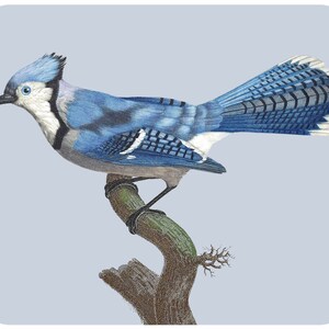 May include: A blue jay perched on a branch with its wings spread out. The bird has a blue crest, white underparts, and a black eye.