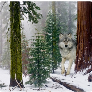 May include: A grey wolf stands in a snowy forest, looking directly at the camera. The wolf is standing behind a large tree trunk, with other trees and snow in the background.