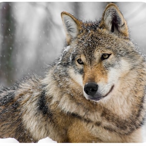 May include: A close-up of a gray wolf with brown fur, looking to the right. The wolf is covered in snow and is in a snowy forest setting.