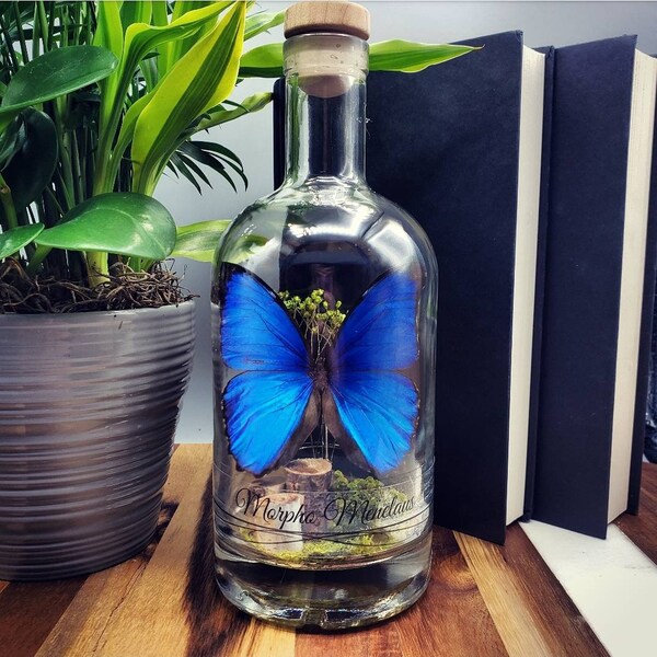 Blue Butterfly Glass Bottle - Morpho Menelaus Terrarium, Unique Display Piece, Natural Beauty Decor