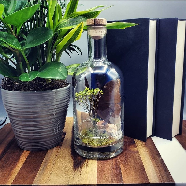 Morpho Menelaus Butterfly Terrariums Animal Crossing Gifts Etsy
