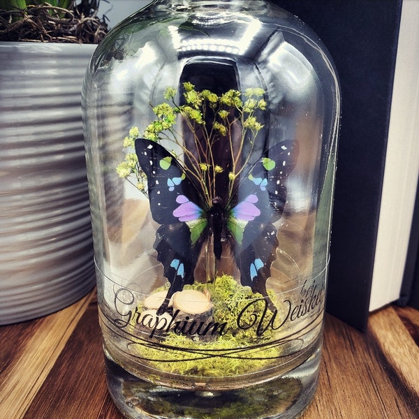 Purple Butterfly Glass Bottle - Unique Terrarium Display with Graphium Weiskei Butterfly and Dried Plants