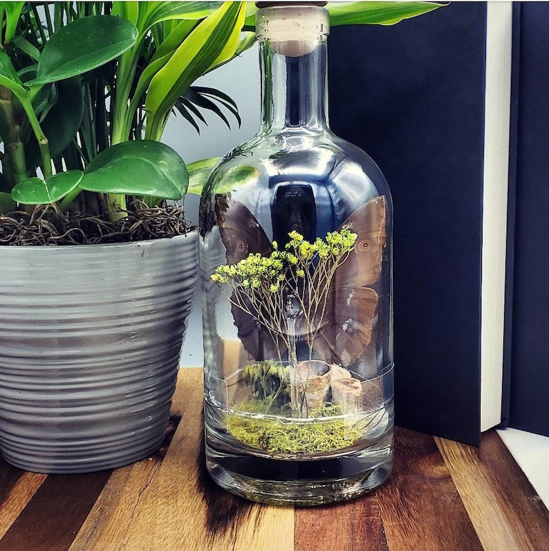 Morpho Menelaus Butterfly Terrariums Animal Crossing Gifts Etsy